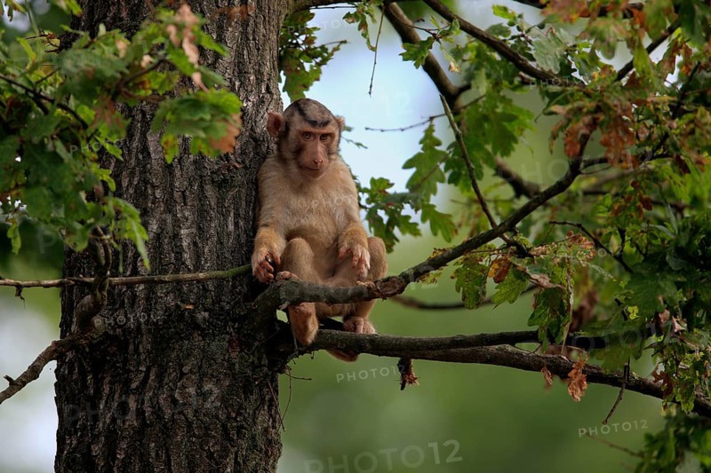 Southern Pig-tailed Macaque (Macaca nemestrina)