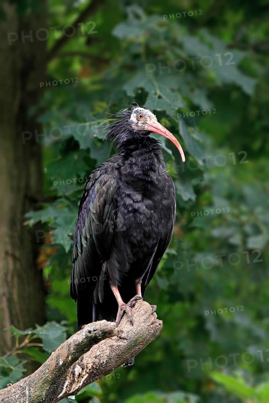Northern Bald Ibis
