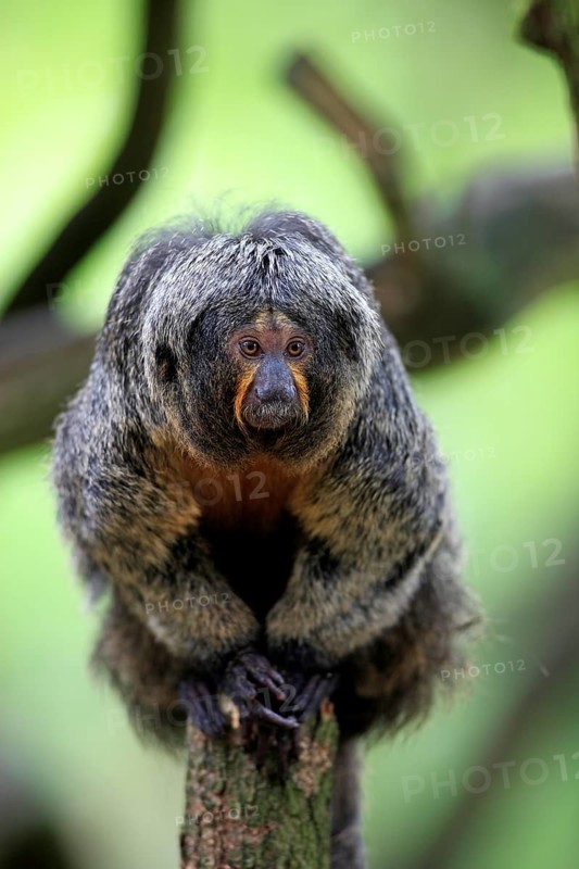 White-faced Saki