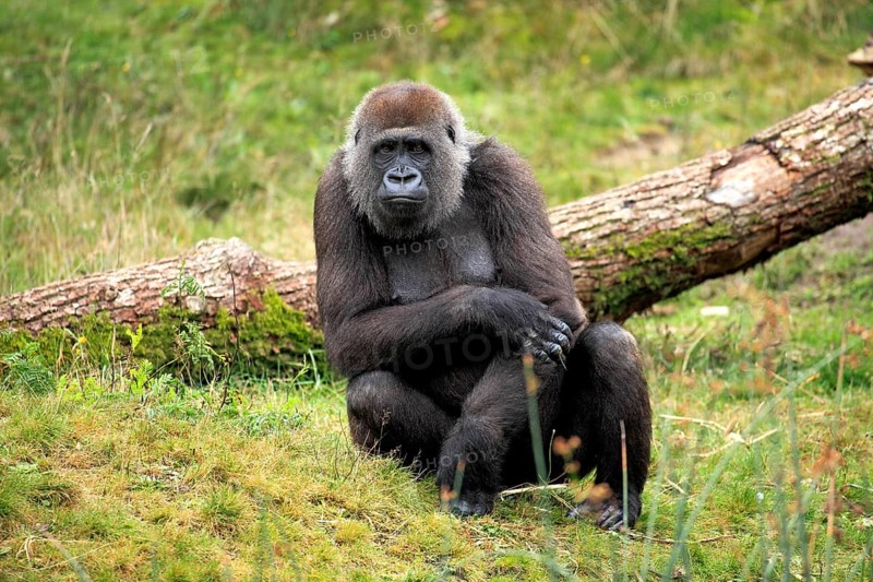 Western Lowland Gorilla (Gorilla gorilla gorilla)