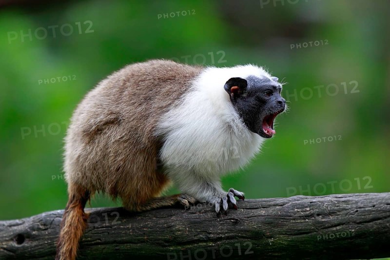 Pied Tamarin (Saguinus bicolor)