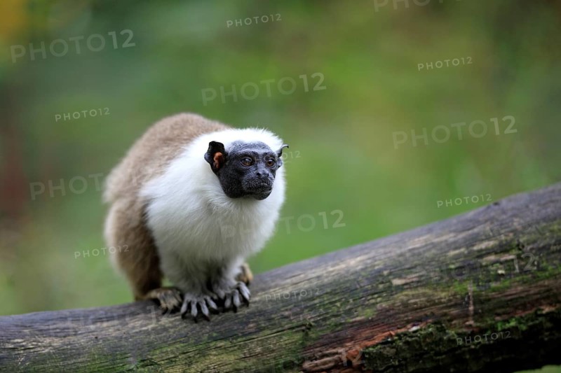 Pied Tamarin (Saguinus bicolor)