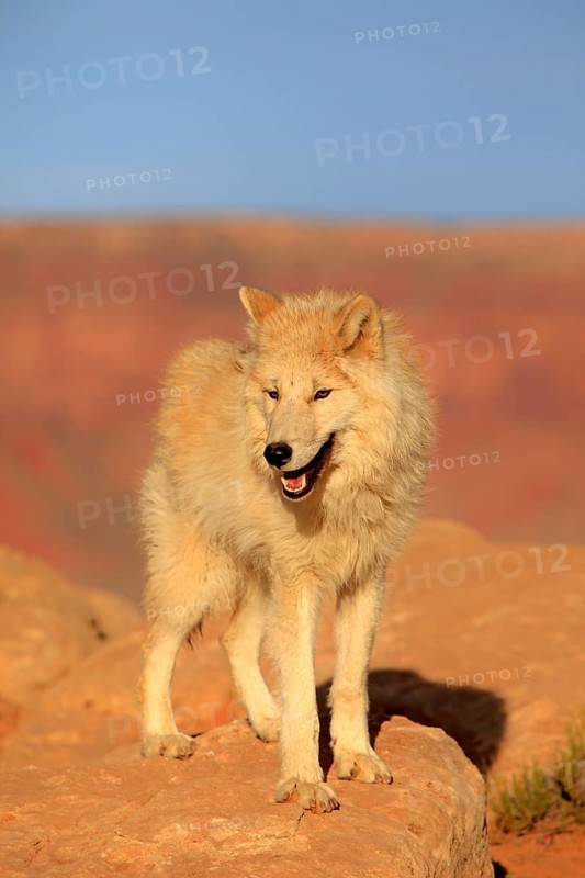 Wolf (Canis lupus)