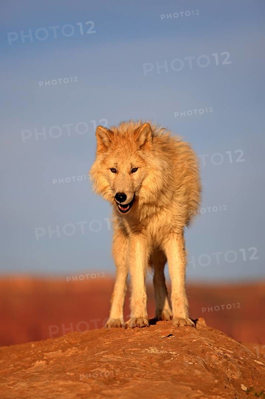 Wolf (Canis lupus)