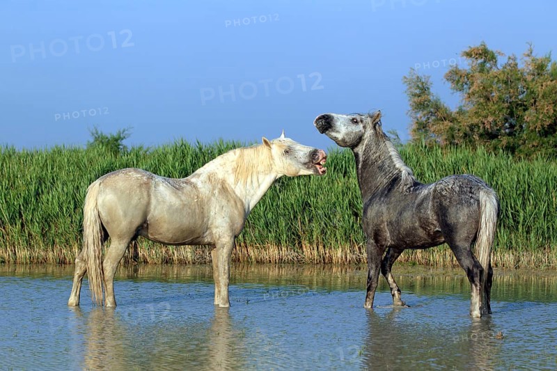 Camargue horses (Equus ferus caballus)