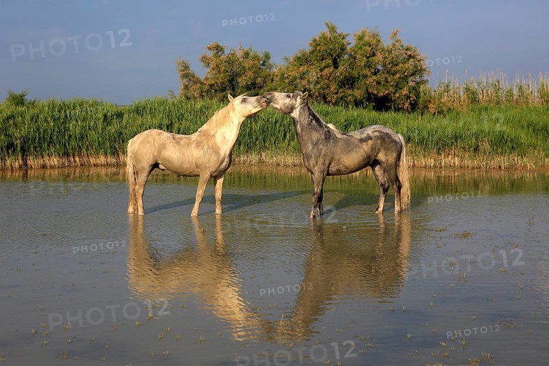 Camargue horses (Equus ferus caballus)