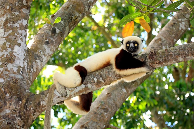 Coquerel's Sifaka (Propithecus coquereli)