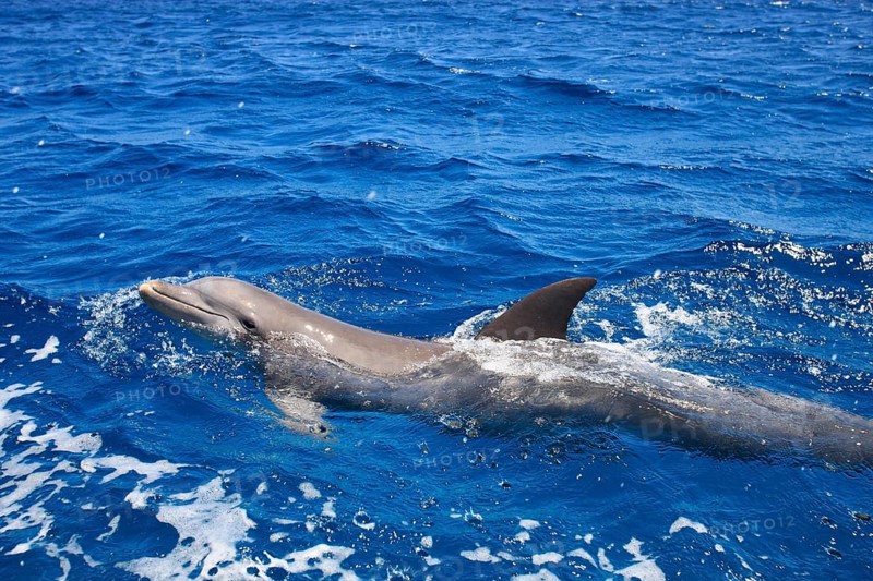 Common Bottlenose Dolphin (Tursiops truncatus)