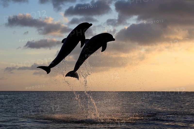 Bottlenose Dolphin (Tursiops truncatus)