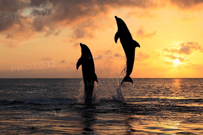 Bottlenose Dolphin (Tursiops truncatus)
