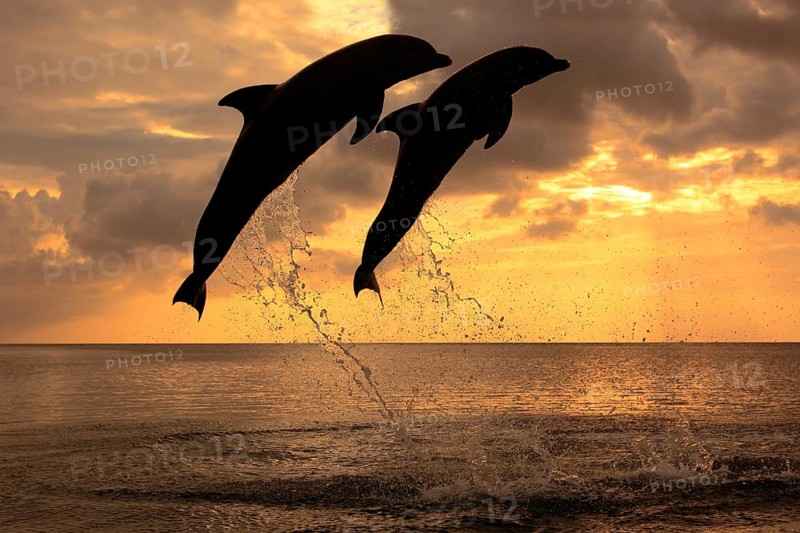 Bottlenose Dolphin (Tursiops truncatus)