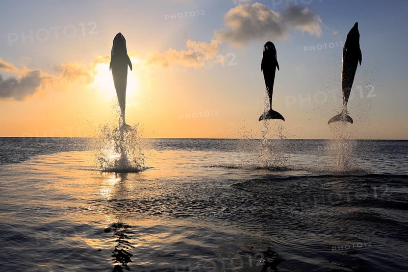 Bottlenose Dolphin (Tursiops truncatus)