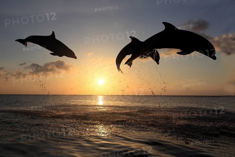 Bottlenose Dolphin (Tursiops truncatus)