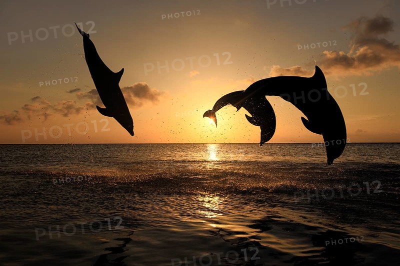 Bottlenose Dolphin (Tursiops truncatus)
