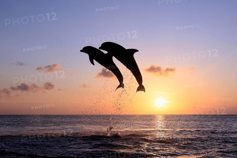 Bottlenose Dolphin (Tursiops truncatus)