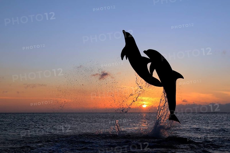 Bottlenose Dolphin (Tursiops truncatus)