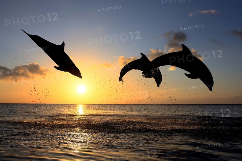 Bottlenose Dolphin (Tursiops truncatus)