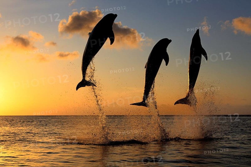 Bottlenose Dolphin (Tursiops truncatus)