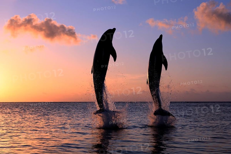 Bottlenose Dolphin (Tursiops truncatus)