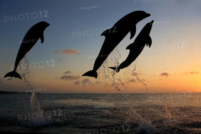 Bottlenose Dolphin (Tursiops truncatus)