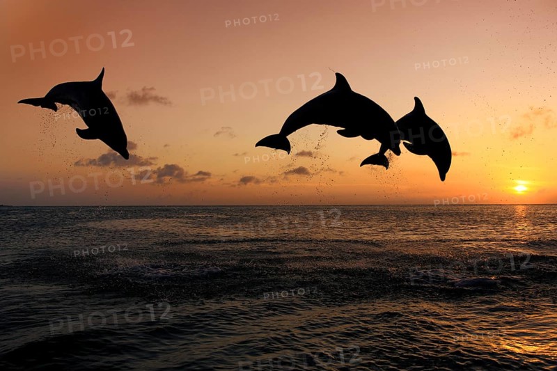 Bottlenose Dolphin (Tursiops truncatus)