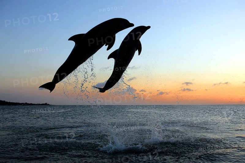 Bottlenose Dolphin (Tursiops truncatus)