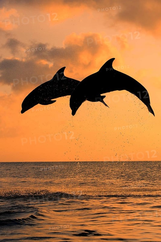 Bottlenose Dolphin (Tursiops truncatus)