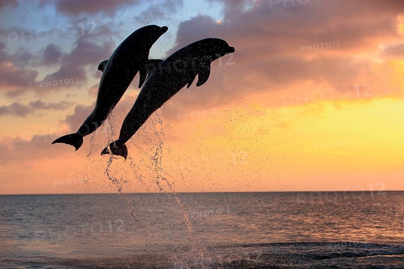 Bottlenose Dolphin (Tursiops truncatus)
