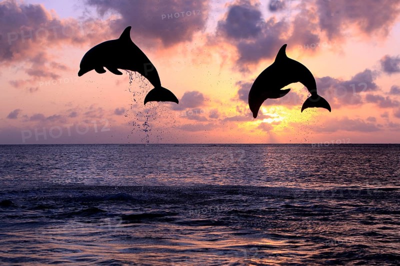 Bottlenose Dolphin (Tursiops truncatus)