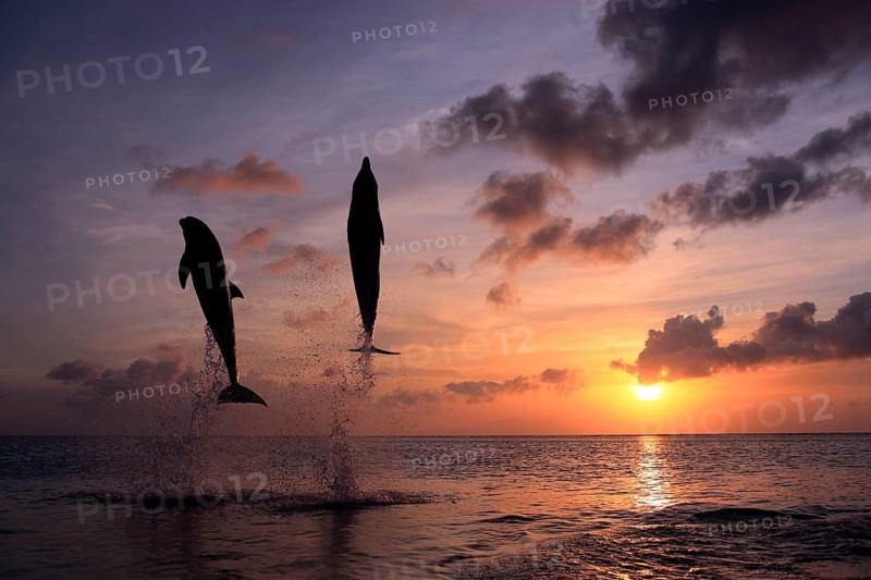 Bottlenose Dolphin (Tursiops truncatus)