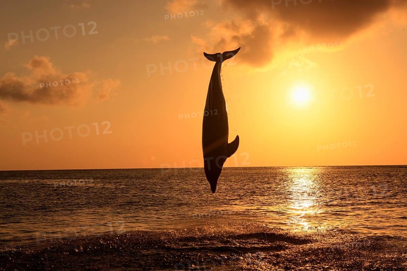 Bottlenose dolphin (Tursiops truncatus) leaping out of the water at sunset