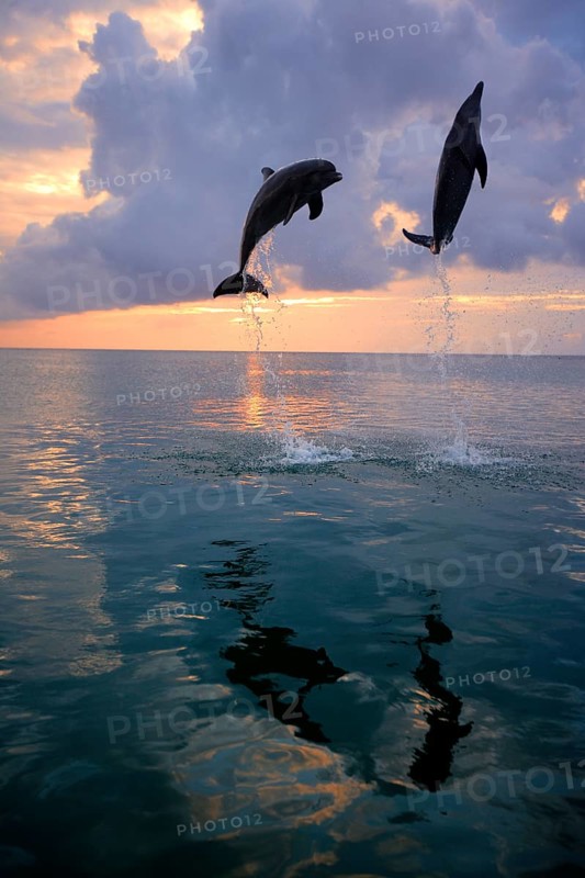 Bottlenose Dolphin (Tursiops truncatus)