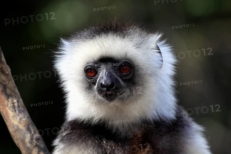 Diademed Sifaka (Propithecus diadema)