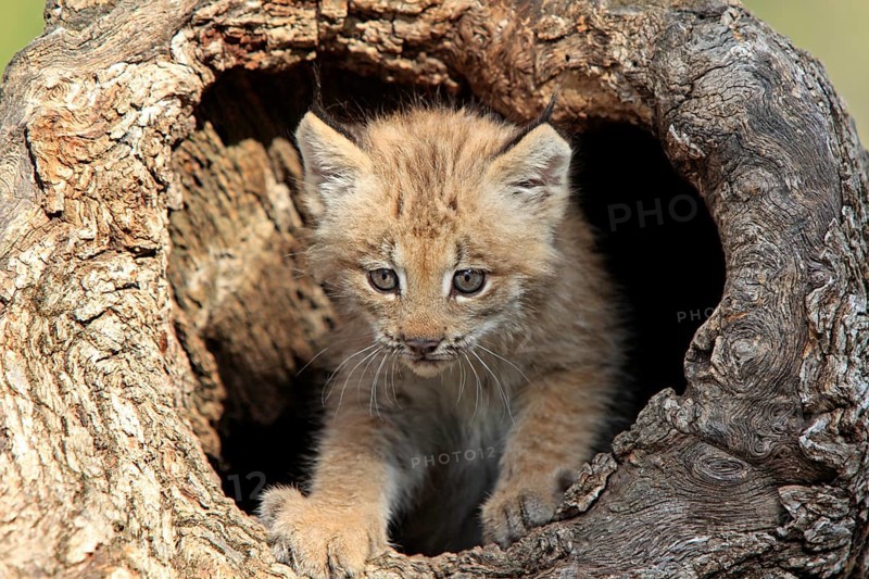 Canada Lynx (Lynx canadensis)
