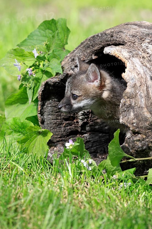 Gray Fox (Urocyon cinereoargenteus)