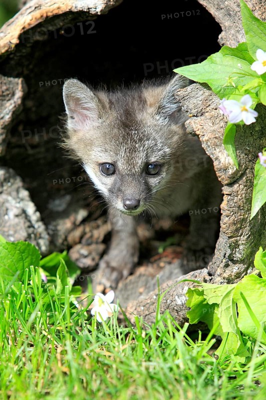 Gray Fox (Urocyon cinereoargenteus)