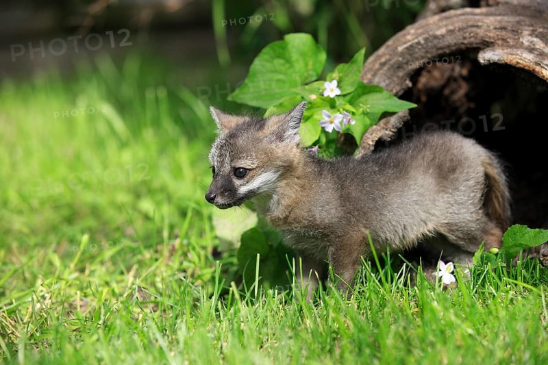 Gray Fox (Urocyon cinereoargenteus)