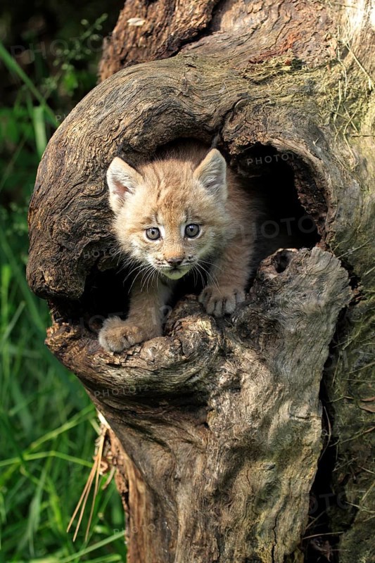 Canada Lynx (Lynx canadensis)