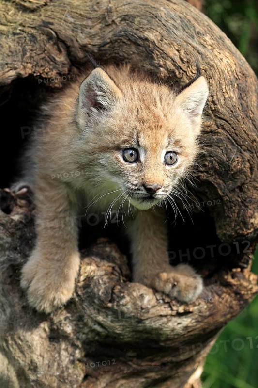 Canada Lynx (Lynx canadensis)
