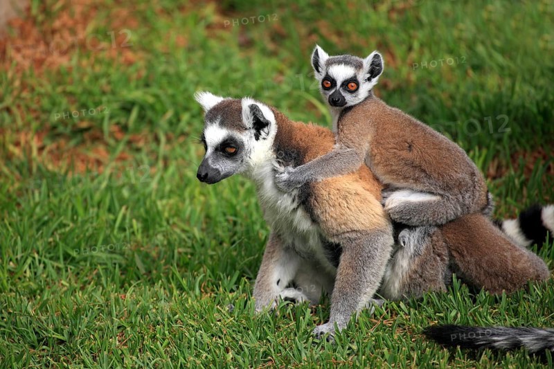 Ring-tailed Lemurs (Lemur catta)