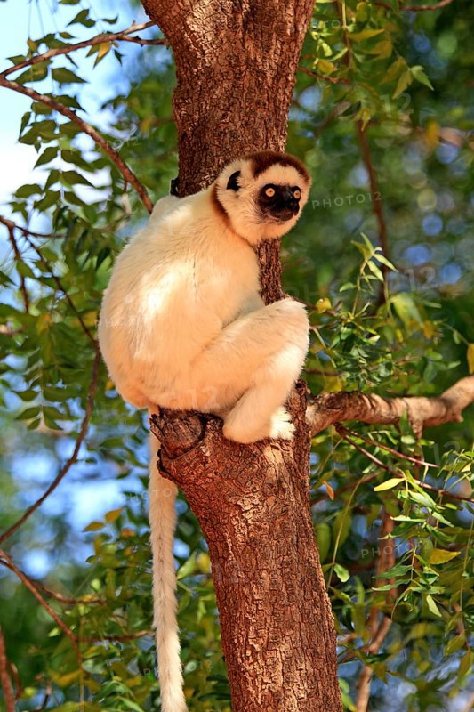 Verreaux's Sifaka (Propithecus verreauxi) on a tree