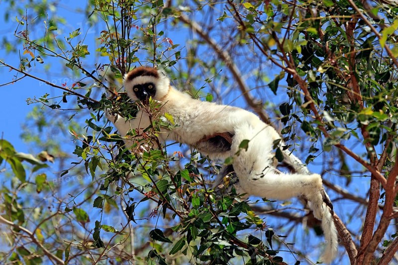 Verreaux's Sifaka (Propithecus verreauxi) feeding on a tree