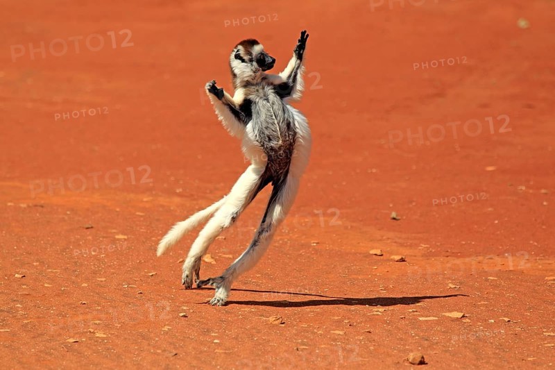 Verreaux's Sifaka (Propithecus verreauxi)