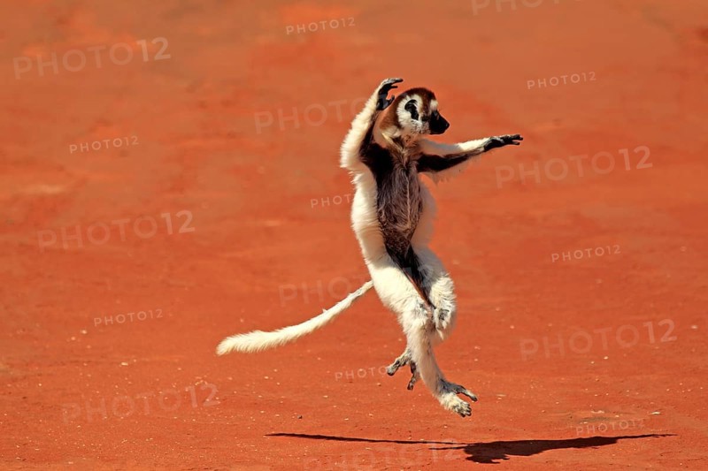 Verreaux's Sifaka (Propithecus verreauxi)