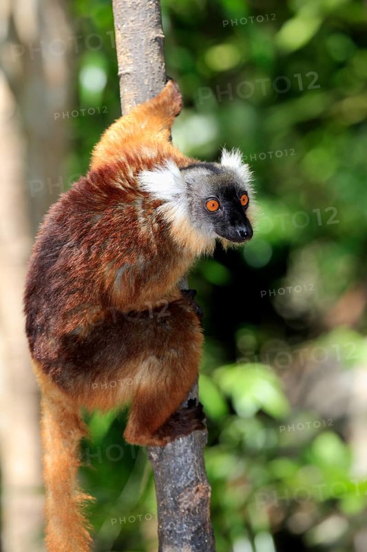 Black Lemur (Eulemur macaco)