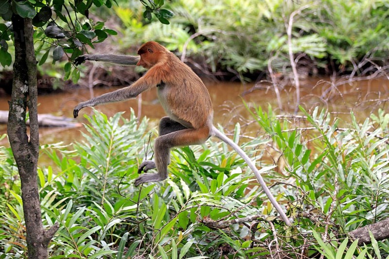 Proboscis Monkey (Nasalis larvatus)