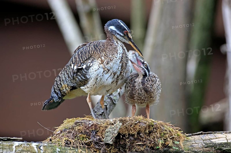 Sunbittern (Eurypyga helias)