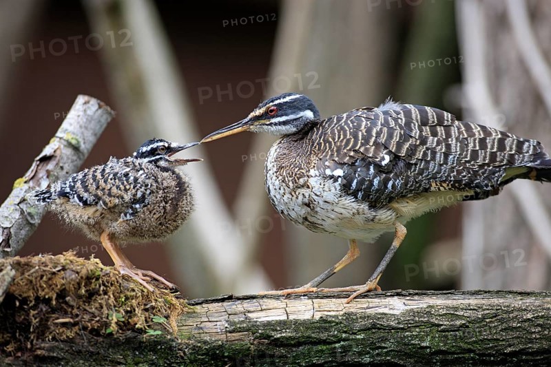 Sunbittern (Eurypyga helias)