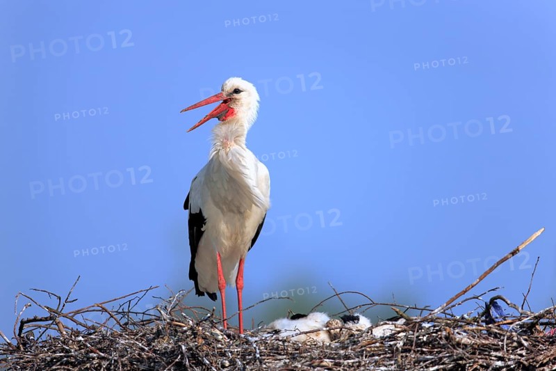 White Stork (Ciconia ciconia)