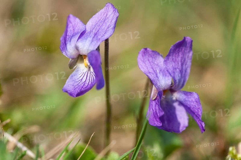 Sweet Violet or English Violet (Viola odorata)